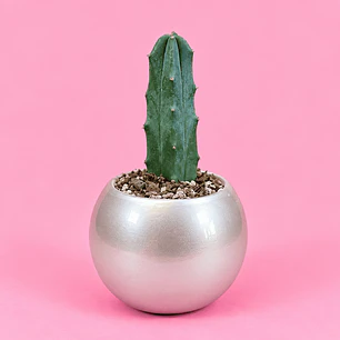 Cactus Plata Elegante