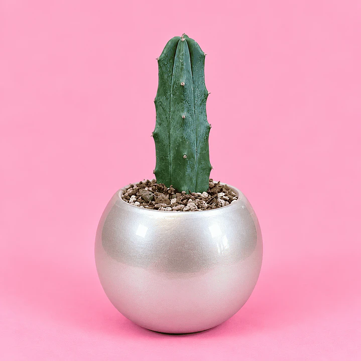 Cactus Plata Elegante 1