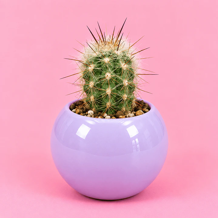 Cactus Lavanda 1