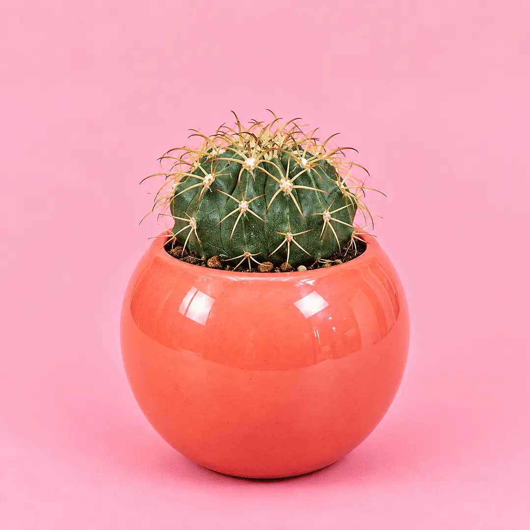 Cactus Coral Encanto 1