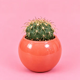Cactus Coral Encanto