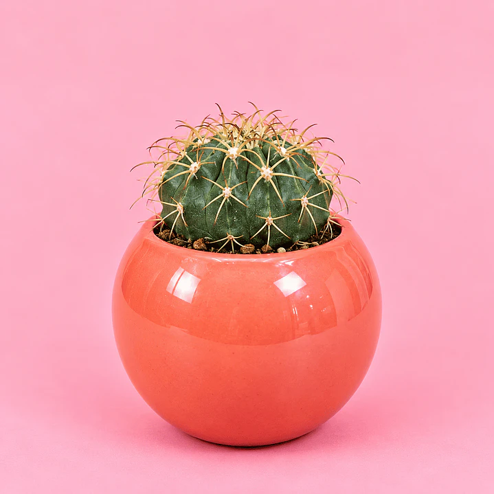 Cactus Coral Encanto 1