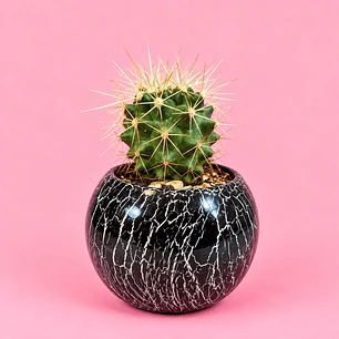 Cactus Mármol Negro