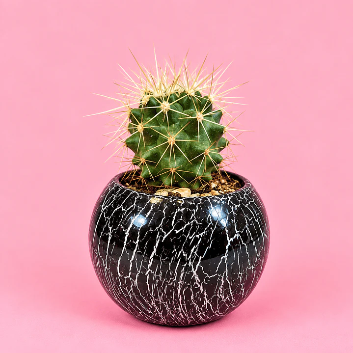 Cactus Mármol Negro 1