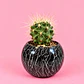 Cactus Mármol Negro - Miniatura 1