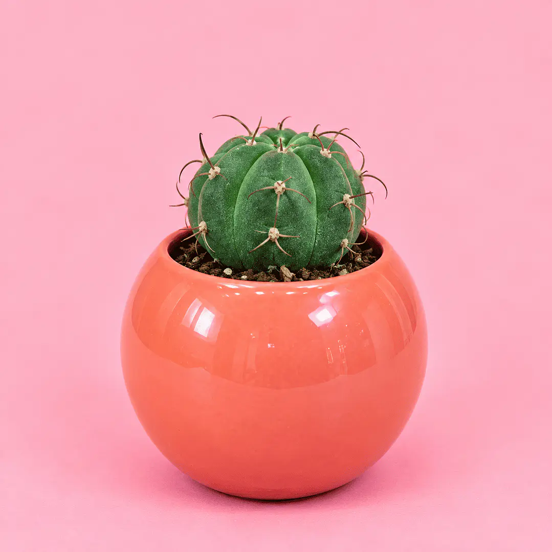 Cactus Mini Amor 1