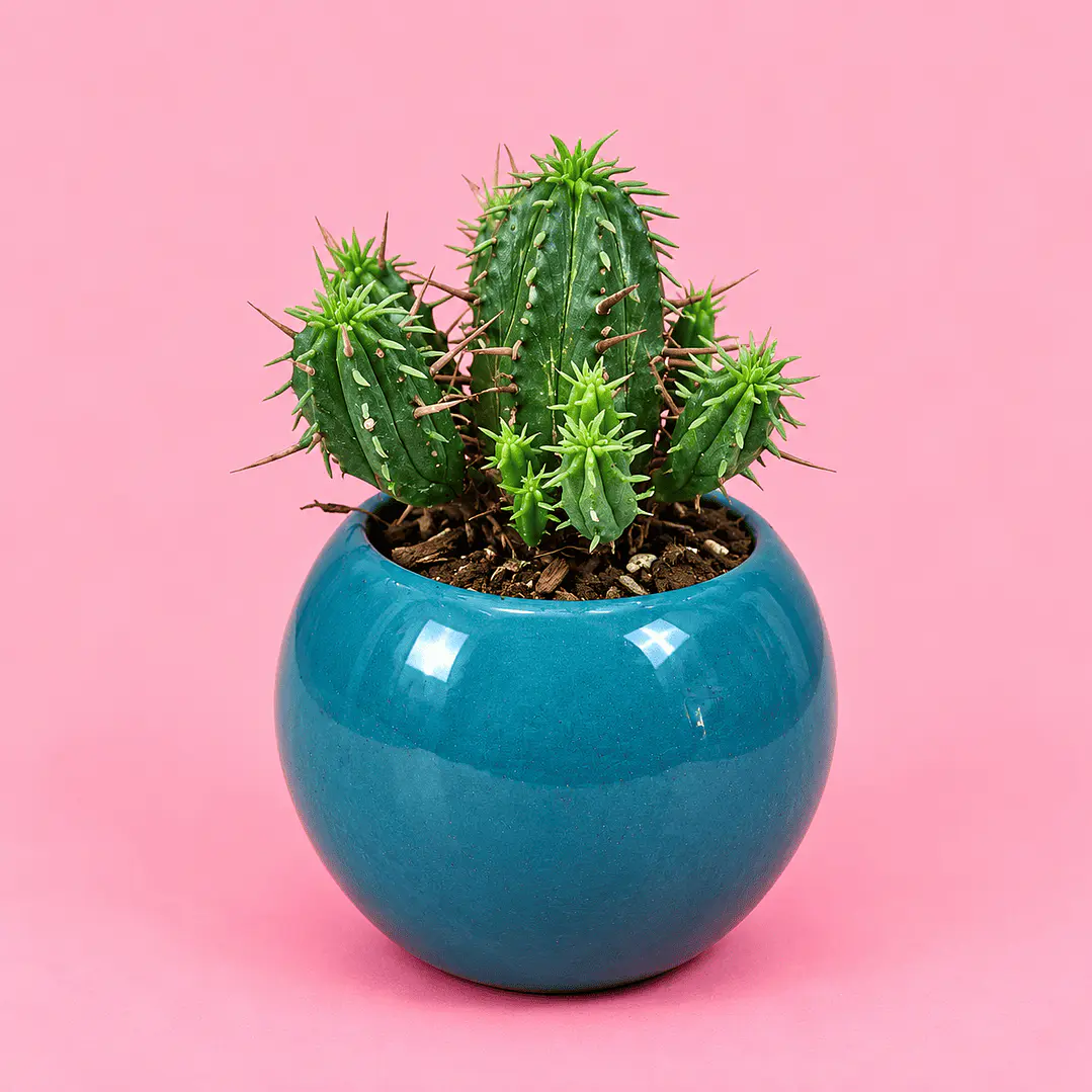 Cactus Mini Vitalidad 1