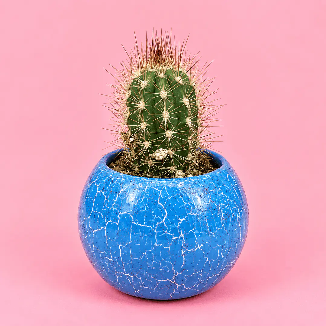 Cactus Mini Elegancia Azul Cielo 1