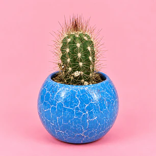 Cactus Mini Elegancia Azul Cielo