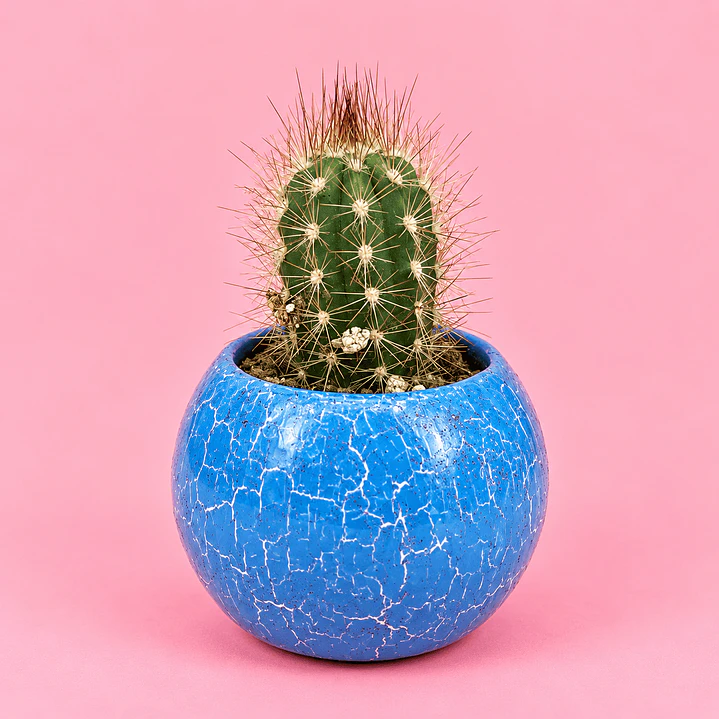 Cactus Mini Elegancia Azul Cielo 1