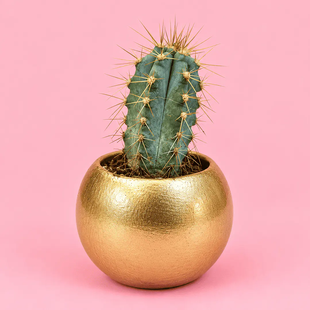 Cactus Mini Dorado 1