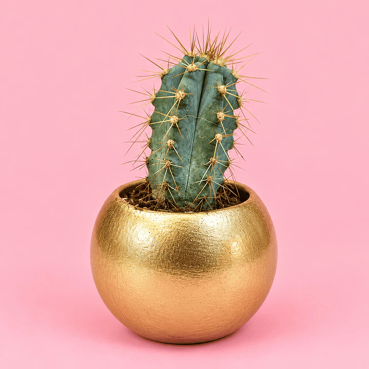 Cactus Mini Dorado 1