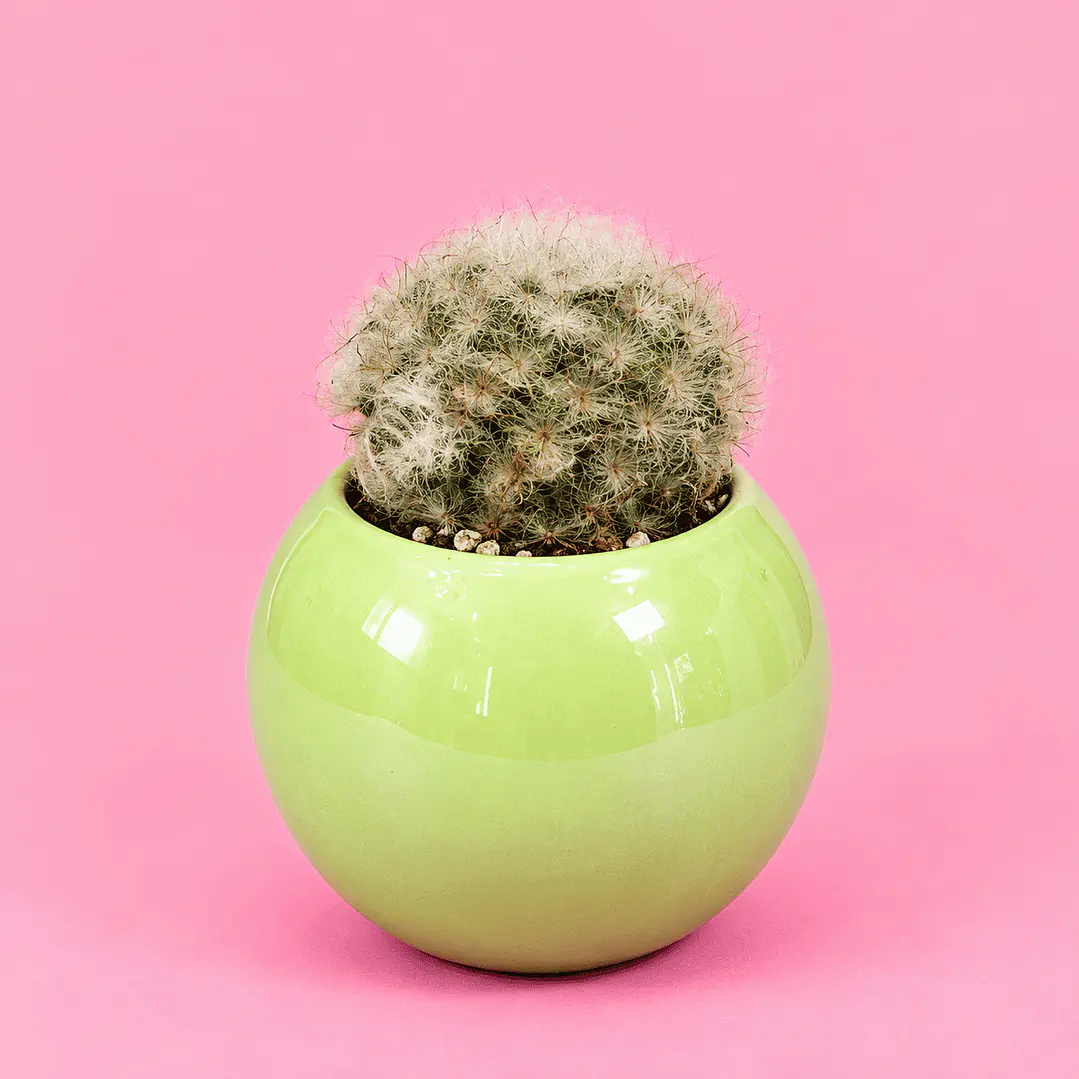 Cactus Verde Lima 1