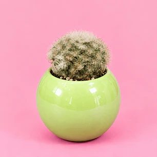 Cactus Verde Lima