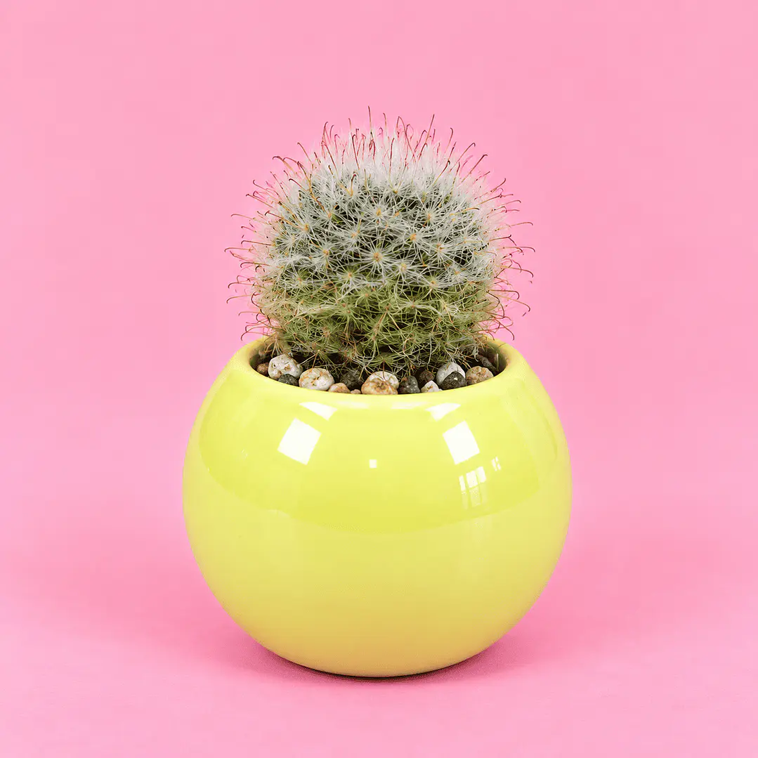 Cactus Sol 1