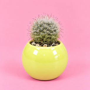 Cactus Sol