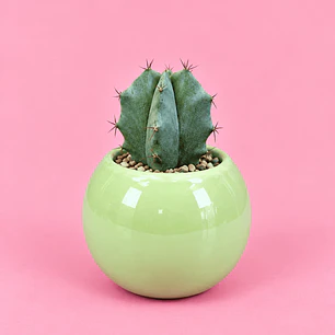 Cactus Verde Menta