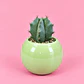 Cactus Verde Menta - Miniatura 1