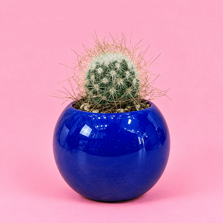 Cactus Azul Real 1
