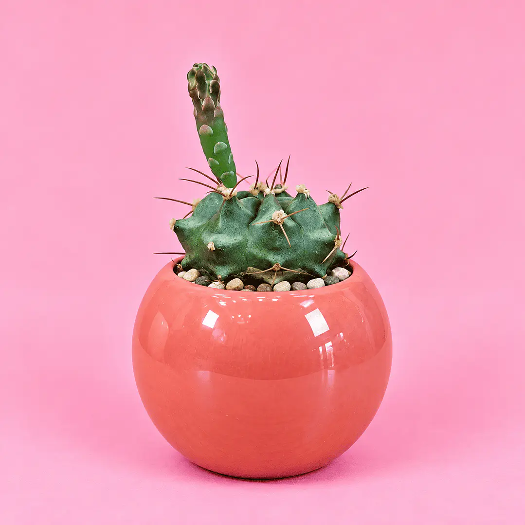 Cactus Volcán 1