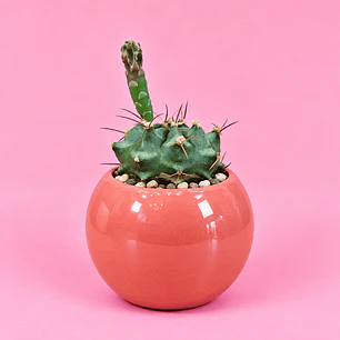 Cactus Volcán