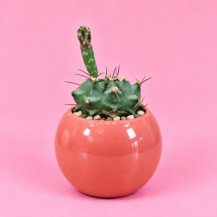 Cactus Volcán 1