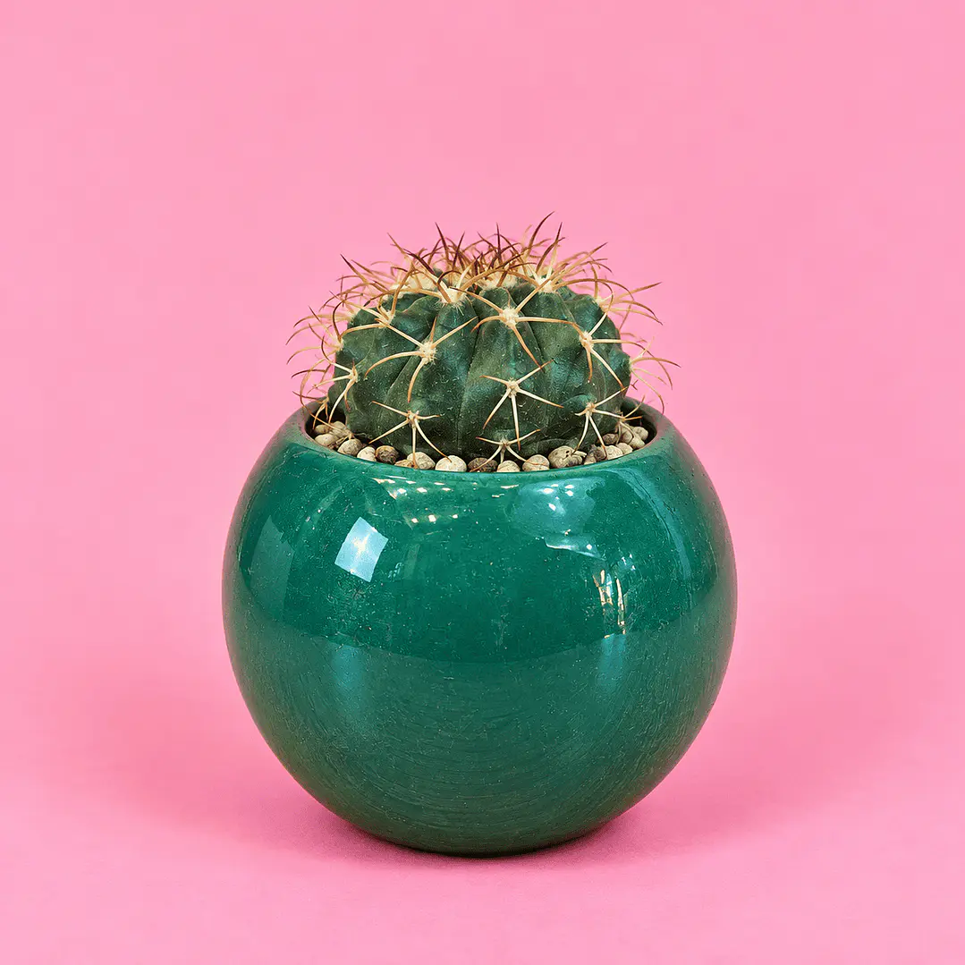 Cactus Esmeralda 1
