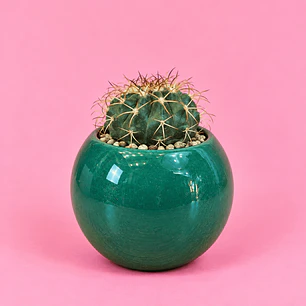 Cactus Esmeralda