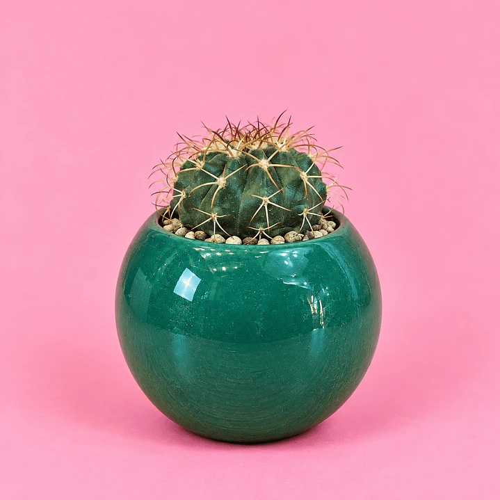 Cactus Esmeralda 1