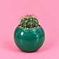 Cactus Esmeralda - Miniatura 1