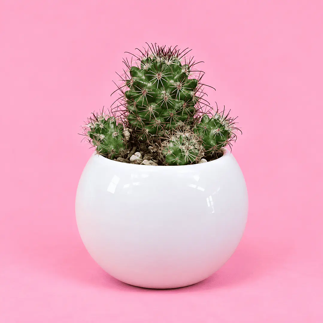 Cactus Elegancia Blanca 1