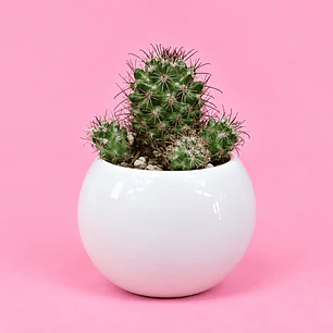 Cactus Elegancia Blanca