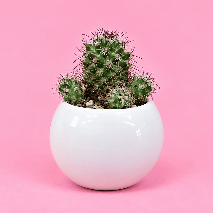Cactus Elegancia Blanca 1