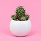 Cactus Elegancia Blanca - Miniatura 1
