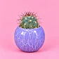 Cactus Amatista - Miniatura 1