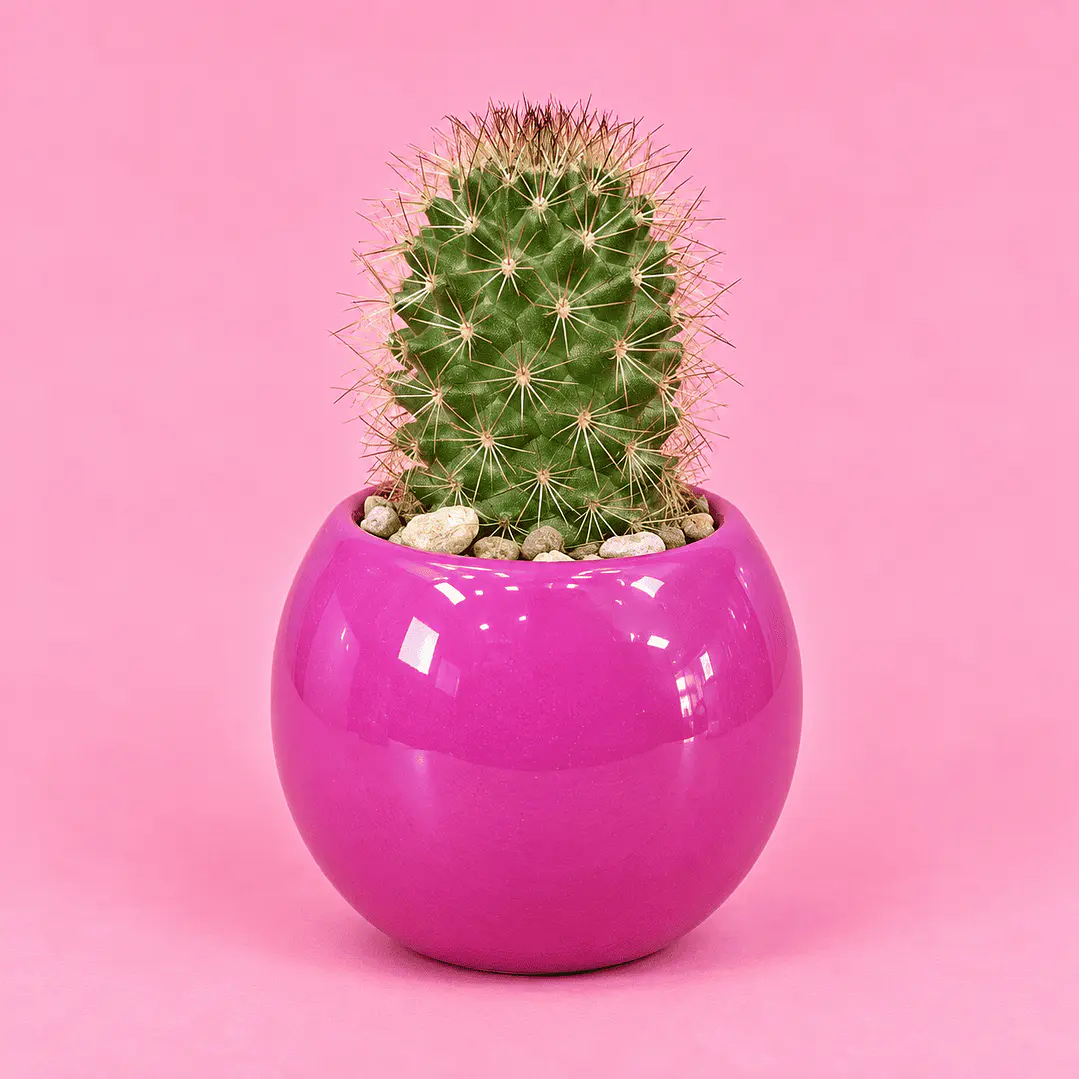 Cactus Rubí 1