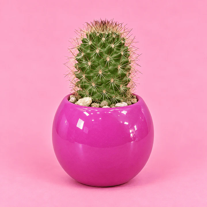 Cactus Rubí 1
