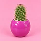 Cactus Rubí - Miniatura 1