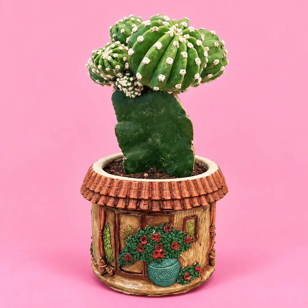 Cactus Casita Encantada 1