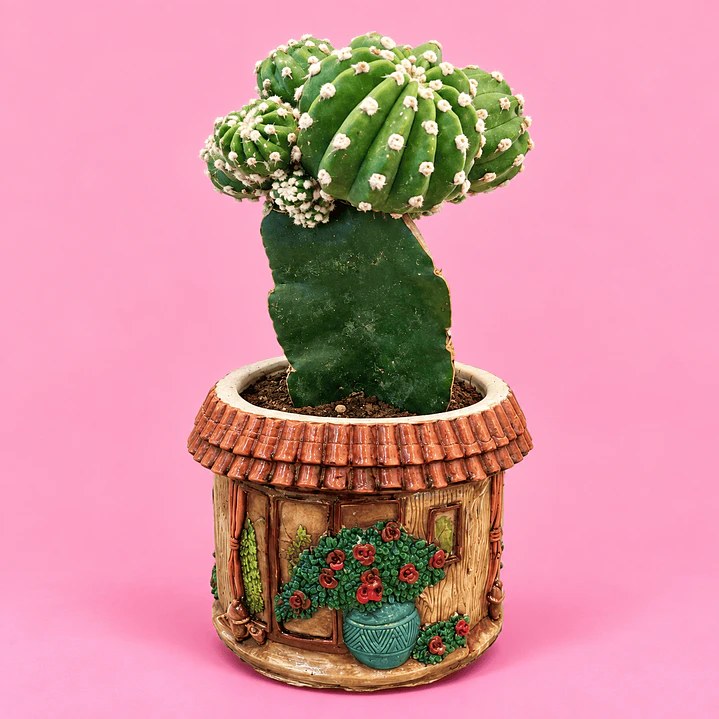 Cactus Casita Encantada 1