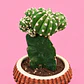 Cactus Casita Encantada - Miniatura 2