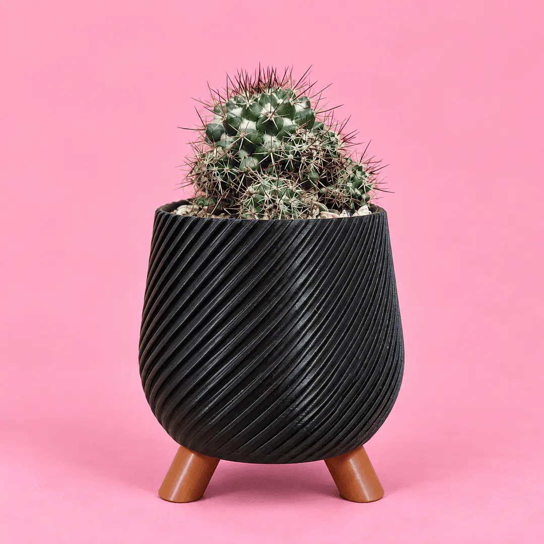  Cactus Elegance Black 1