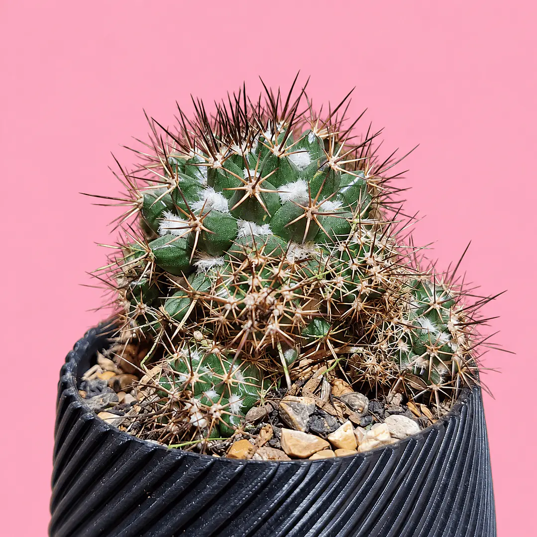  Cactus Elegance Black 2