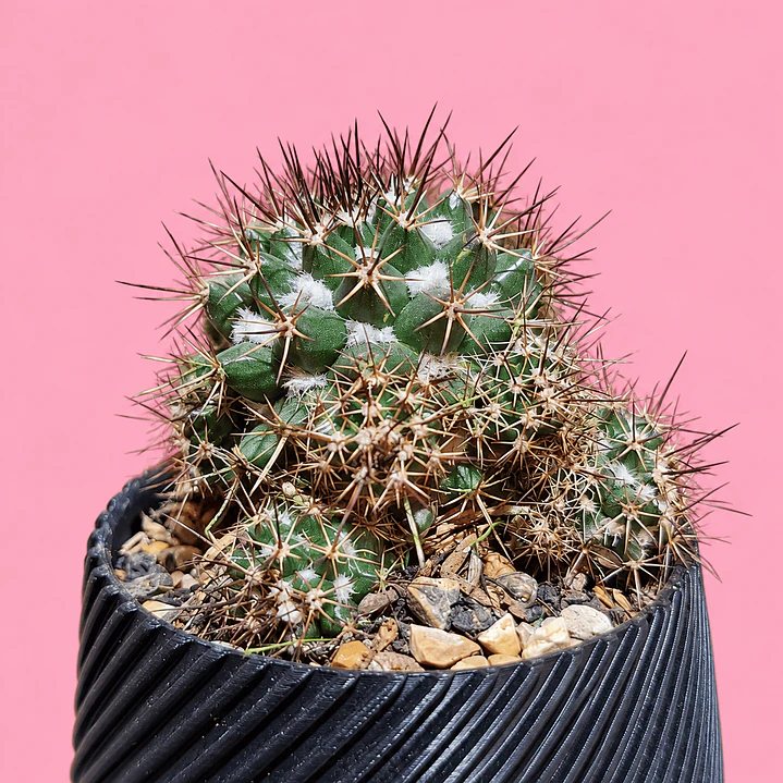  Cactus Elegance Black 2