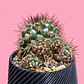  Cactus Elegance Black - Miniatura 2