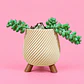 Suculenta Elegance Beige - Miniatura 3