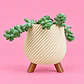 Suculenta Elegance Beige - Miniatura 1
