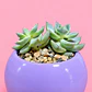 Suculenta Encanto Lila - Miniatura 3