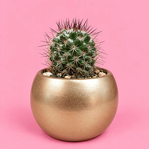 Cactus Elegancia Dorada