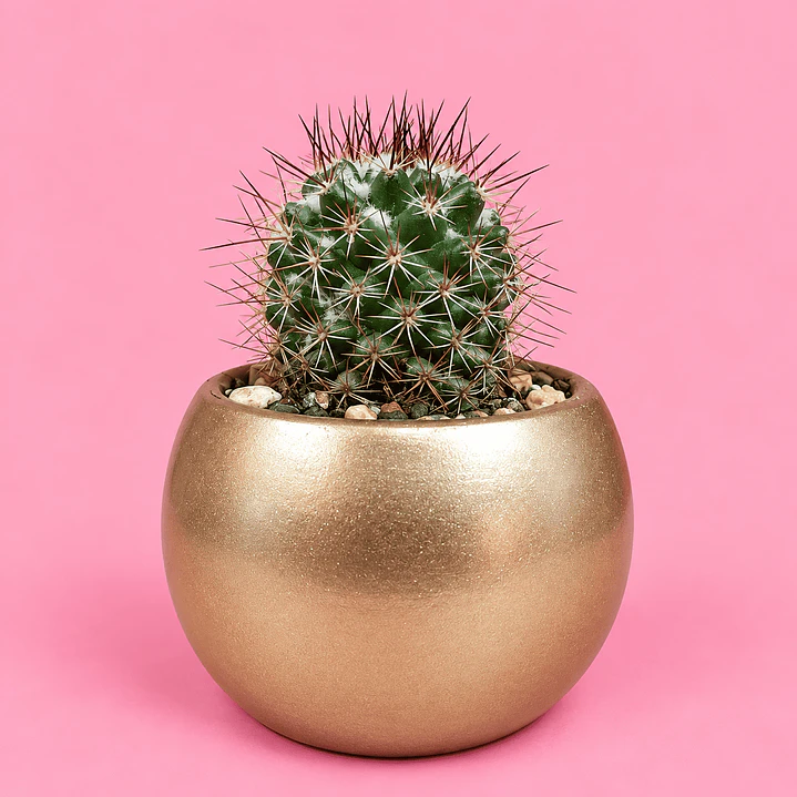 Cactus Elegancia Dorada 1